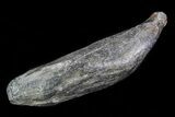 Fossil Sperm Whale (Scaldicetus) Tooth - Huge Example #78222-1